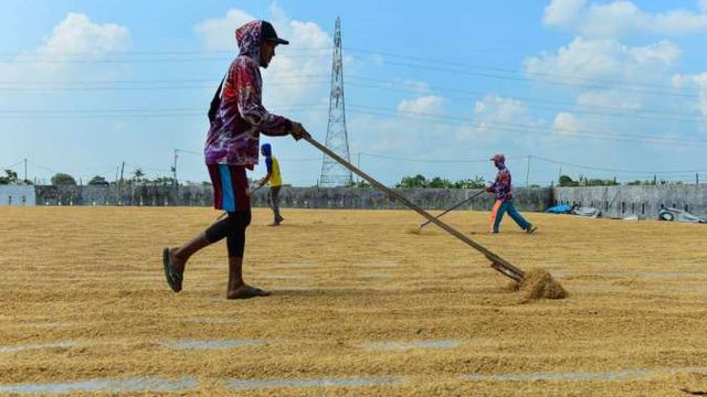 Kolaborasi Efektif Distan dan Bulog: Program Sergap Pastikan Harga Gabah Petani Ciracap Stabil