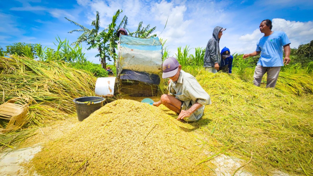 Kabar Gembira untuk Petani Bojonegoro: HPP Gabah Naik Menjadi Rp 6.500 per Kilogram