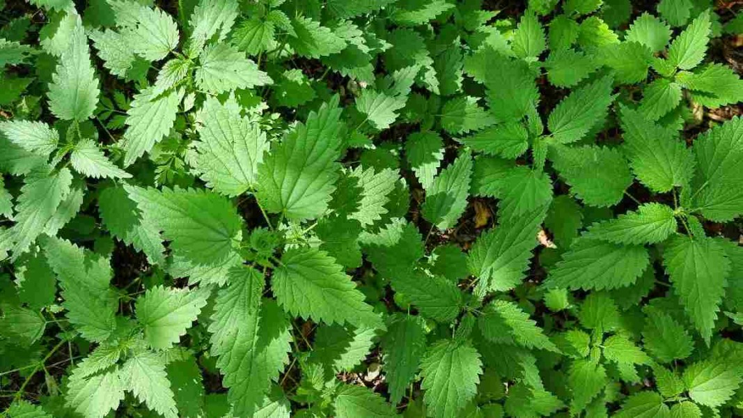 9 Bahan Alami yang Bantu Kurangi Nyeri dan Gejala Asam Urat