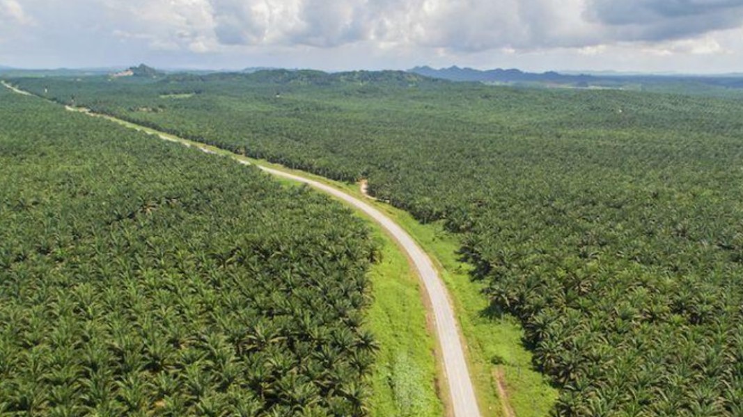 Transformasi Industri Sawit Indonesia Dorong Petani Kecil dan Keberlanjutan Global