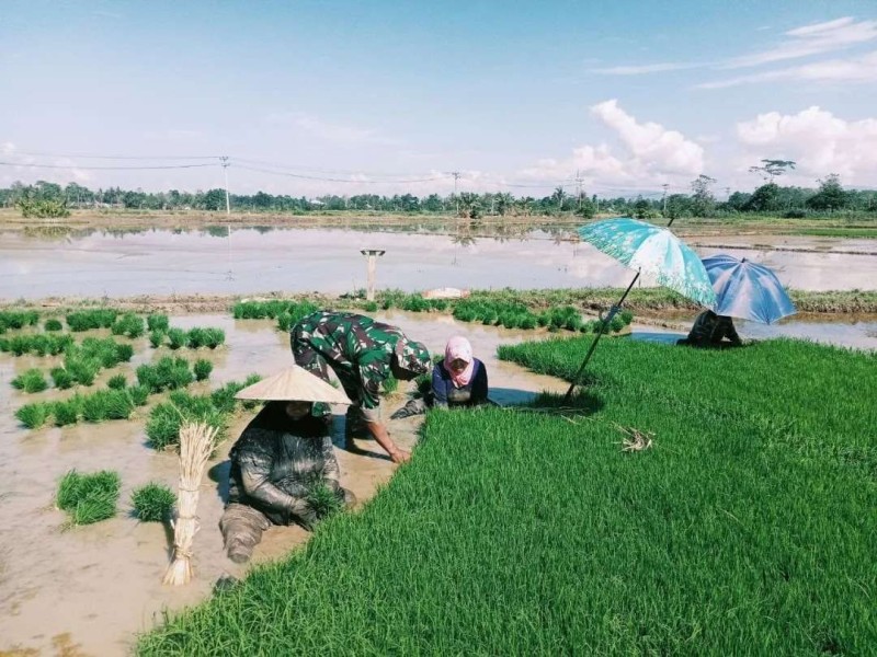 Percepatan Tanam Padi di Pamekasan: Babinsa Koramil 0826-01 Bantu Petani Cabut Bibit