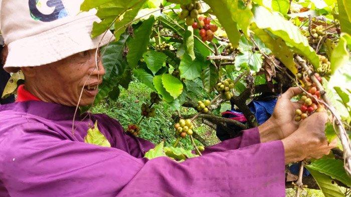 Panen Raya Kopi Bikin Petani Wonosalam Tersenyum Lebar, Harga Jual Ikut Naik