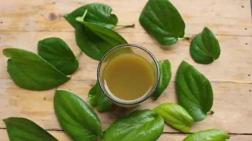 7 Manfaat Air Rebusan Daun Sirih untuk Kesehatan Tubuh Sehari-hari yang Jarang Disadari