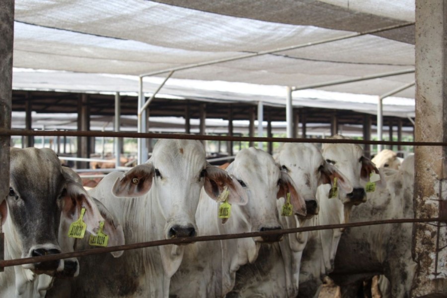 BRIN Topang Kesuksesan Program MBG Lewat Inovasi Peternakan