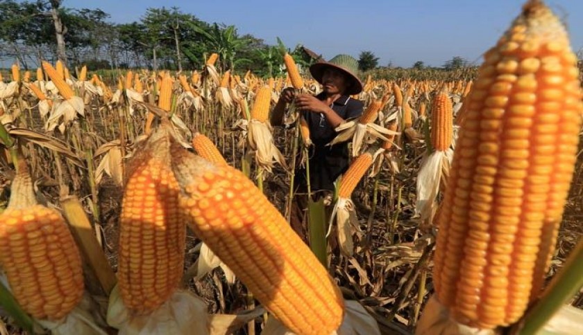 Panen Jagung Pipil Melimpah, Petani Muda Pekanbaru Harapkan Dukungan Alat Pemipil dari Pemerintah