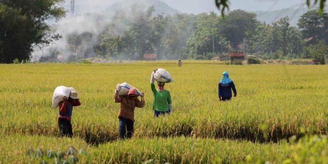 Mensejahterakan Petani Kunci Wujudkan Ketahanan Pangan Nasional