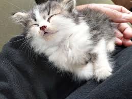 Mengenal Ailurophile, Si Pecinta Kucing: Antara Kasih Sayang, Cerita Hidup, dan Makna yang Mendalam