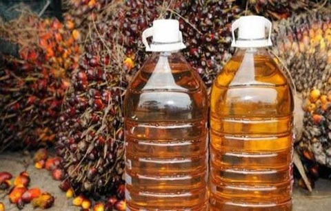 Kenaikan Harga CPO Terpicu Penguatan Minyak Mentah dan Kedelai