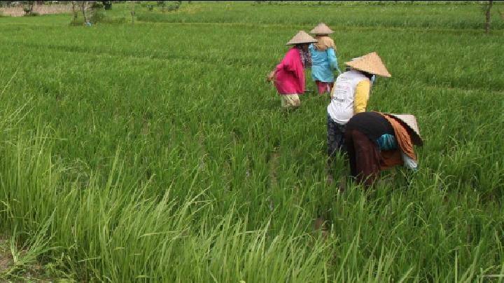 Sektor Pertanian Jadi Motor Ekonomi Indonesia, Lampaui Pertambangan dan Konstruksi