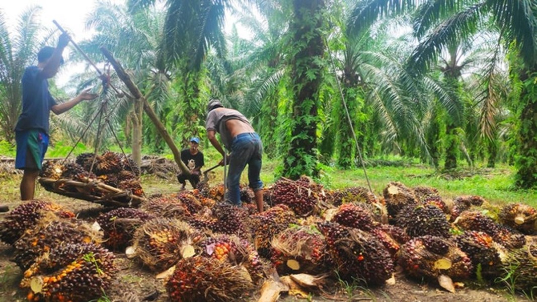 Petani Desak DBH Sawit untuk Jalan Produksi