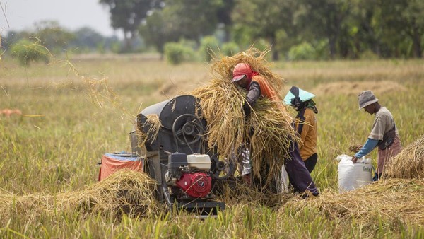 Pemerintah Tegaskan Kebijakan Harga Pembelian Pemerintah untuk Gabah: Bulog dan Penggilingan Padi Wajib Beli Rp 6.500 per Kilogram