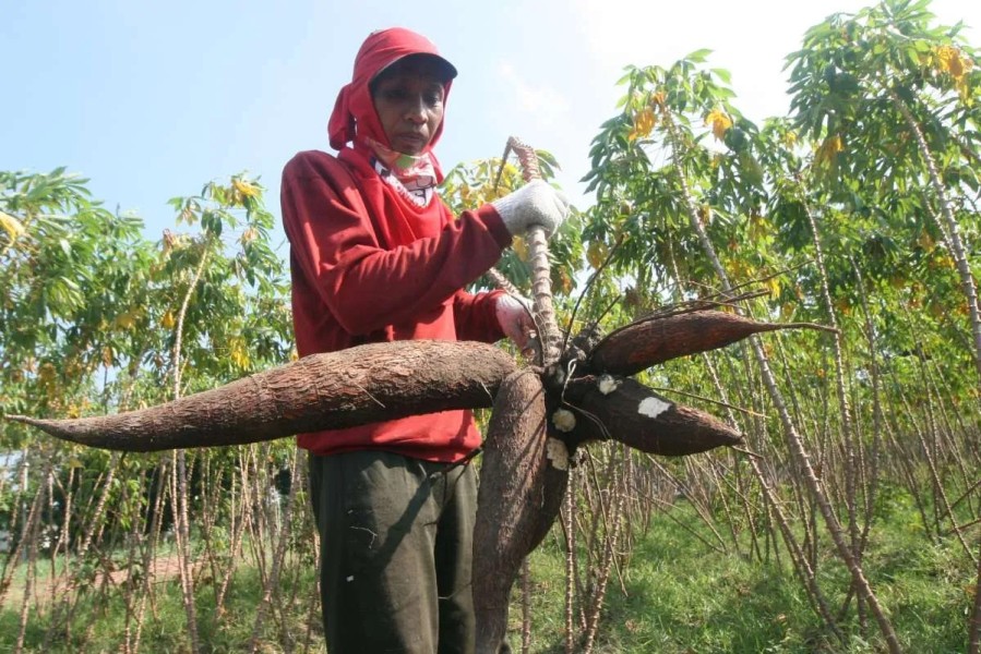 Sektor Pertanian RI Sumbang PDB Tertinggi Tahun Pertama