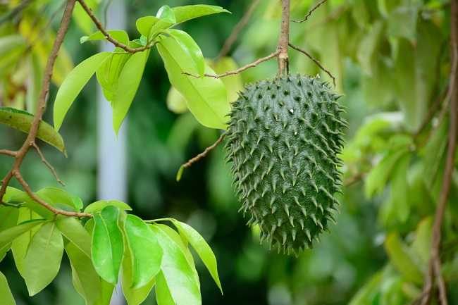 Resep Ilmiah Sirsak dan Madu untuk Terapi Kanker: Kombinasi Alami yang Didukung Fakta Ilmiah