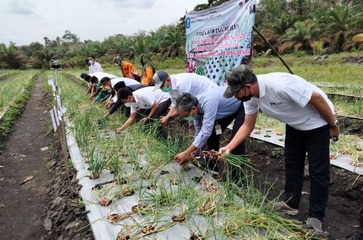 Potensi Menjanjikan Budidaya Bawang Merah di Bangka Belitung: Peluang dan Tantangan