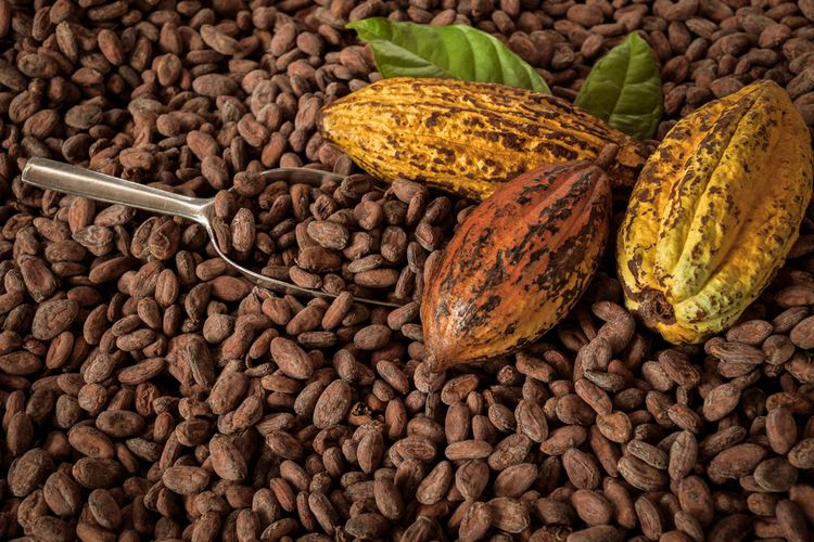 Harga Biji Kakao Turun, Pasokan Melimpah Jadi Penyebab