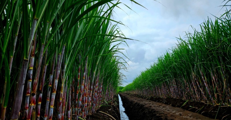 Swasembada Gula Indonesia Didorong dengan Pemanfaatan Benih Tebu Unggul Tahun Ini