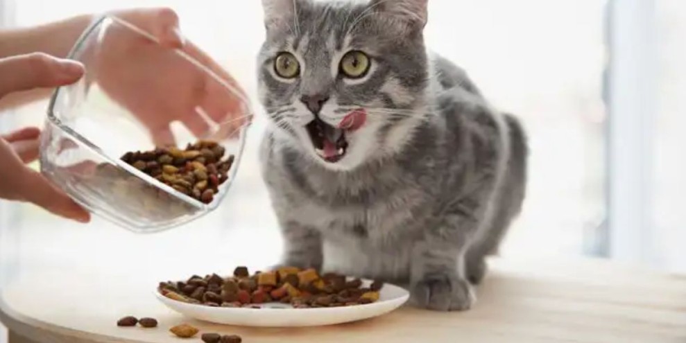 15 Rekomendasi Makanan Kucing Terbaik dan Tinggi Nutrisi