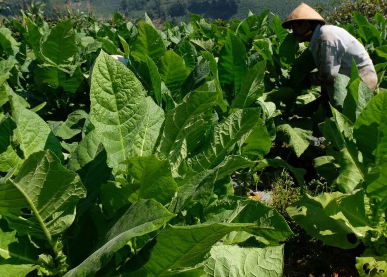 Pemerintah Wajib Lindungi Petani Tembakau Gagal Panen