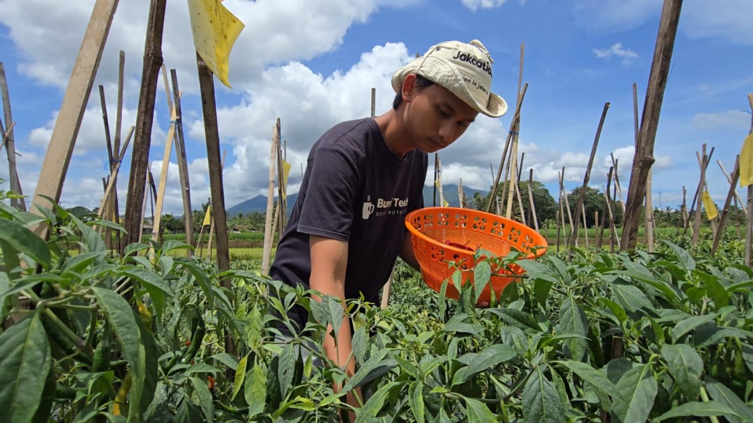 Petani Milenial Pandeglang Optimalkan Smart Farming Capai Produksi Maksimal