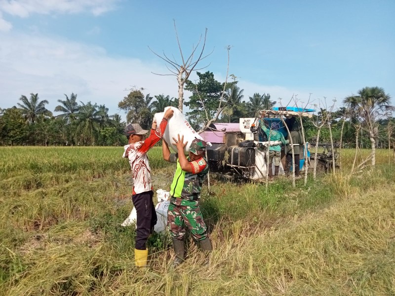 Babinsa dan Petani Gotong Royong Panen