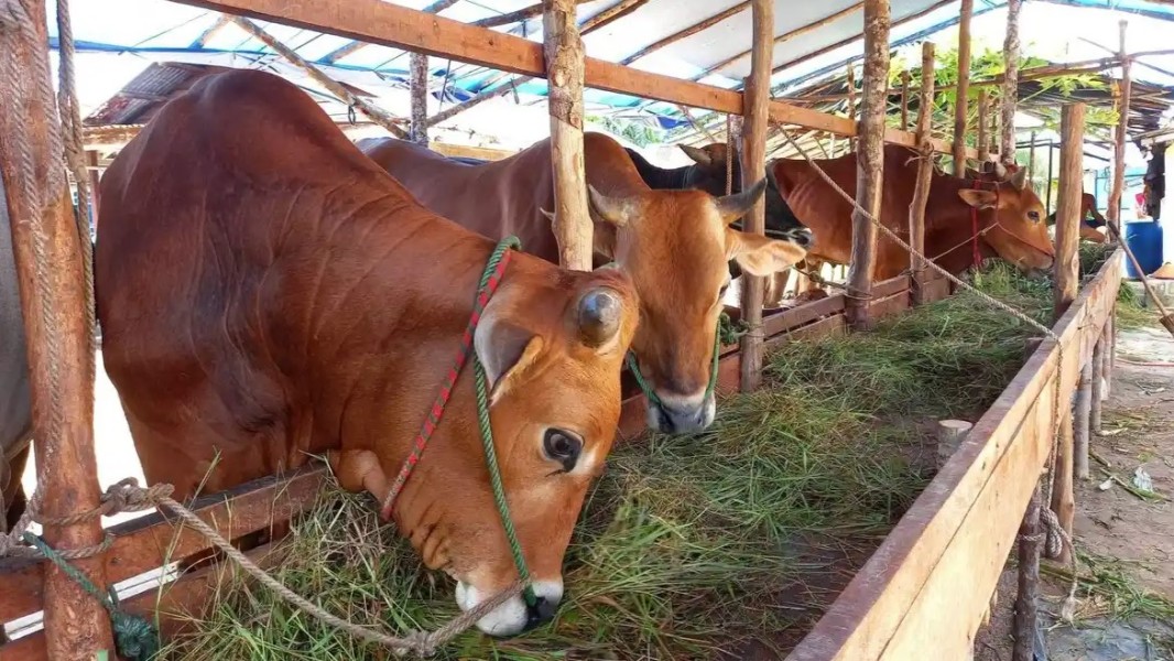 Dinas TPHP Sulbar Targetkan Peternakan Terintegrasi Jadi Sektor Unggulan