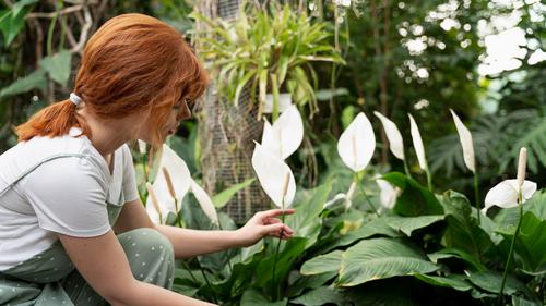 Rahasia Merawat Bunga Lili Agar Mekar Indah Tahan Lama Di Rumah