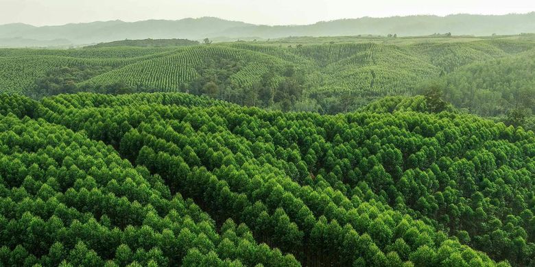 Contoh Hutan Konservasi yang Ada di Dunia dan Manfaatnya