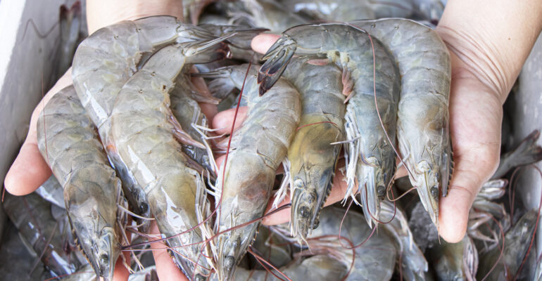 Menteri KKP: Ekspor Udang RI ke AS Tembus Rp33,25 Triliun