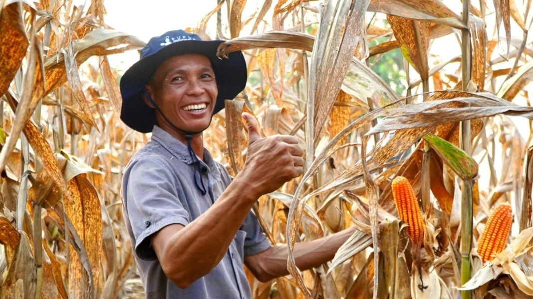 Produksi Nasional Meningkat Indonesia Siap Swasembada Jagung