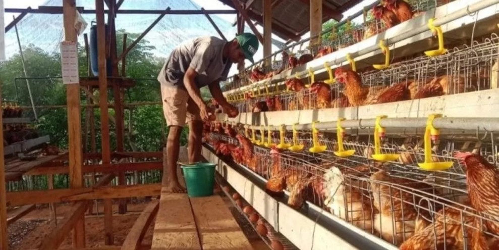 BP Danantara Dorong Program Hilirisasi Peternakan Guna Jaga Stabilitas Harga Pangan Nasional