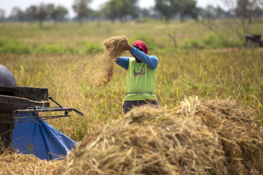 Harga Gabah Anjlok, Bulog Didesak Segera Bertindak Demi Kesejahteraan Petani