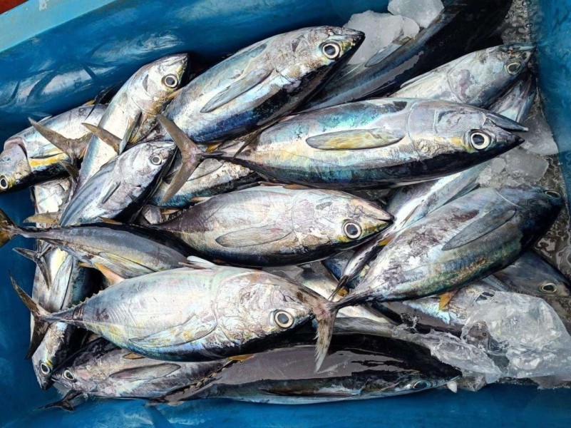 Produk Perikanan Indonesia Tembus 147 Negara Sepanjang Tahun 2025