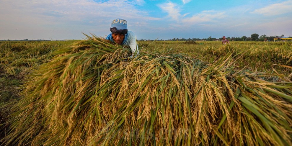 BPS Catat Nilai Tukar Petani Mencapai 125,35 pada Bulan Maret 2026