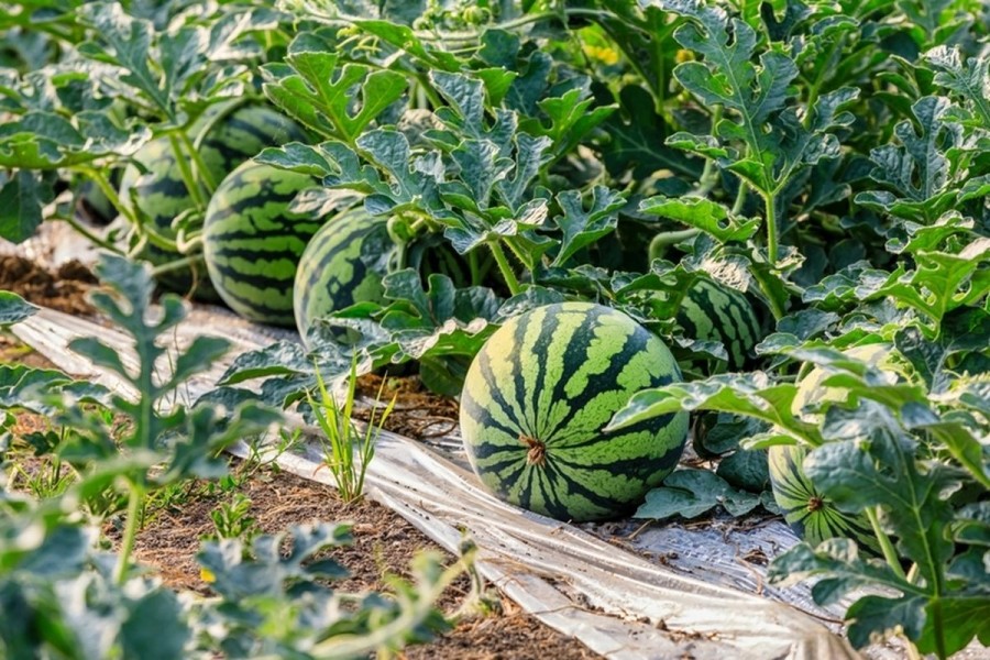 Kehadiran MBG Diharapkan Tingkatkan Pendapatan Petani Semangka Sikka