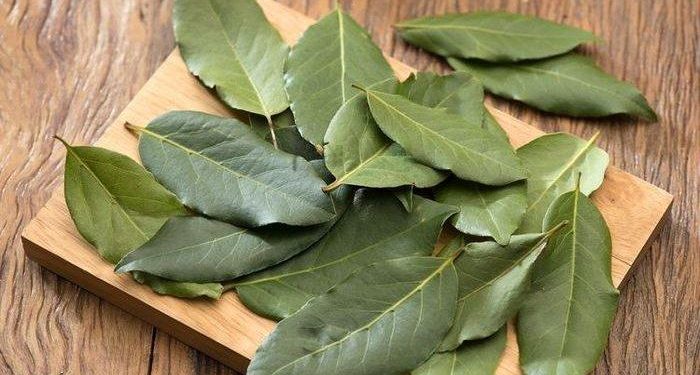 Manfaat Daun Salam untuk Kesehatan, Dari Kontrol Gula Darah hingga Pencernaan