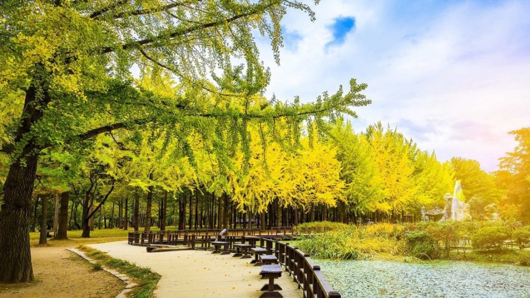 Rasakan Liburan Seru Penuh Warna di Nami Island Korea