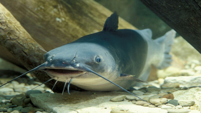 Ikan Lele Favorit Indonesia Ternyata Menyerap Racun Air