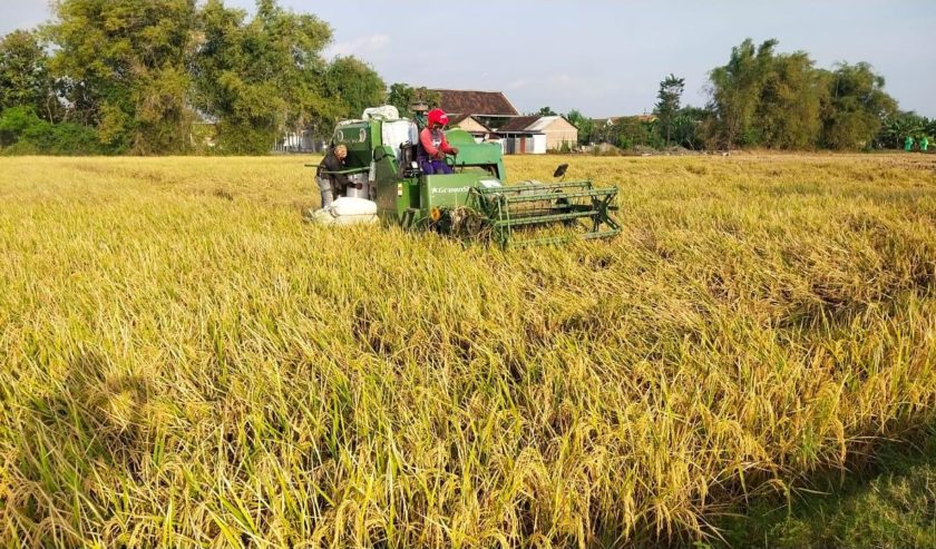 Petani Sambut Panen dengan Harga Gabah Tinggi