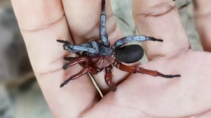 Penemuan Laba-laba Gynandromorph, Spesies Baru Unik dari Thailand