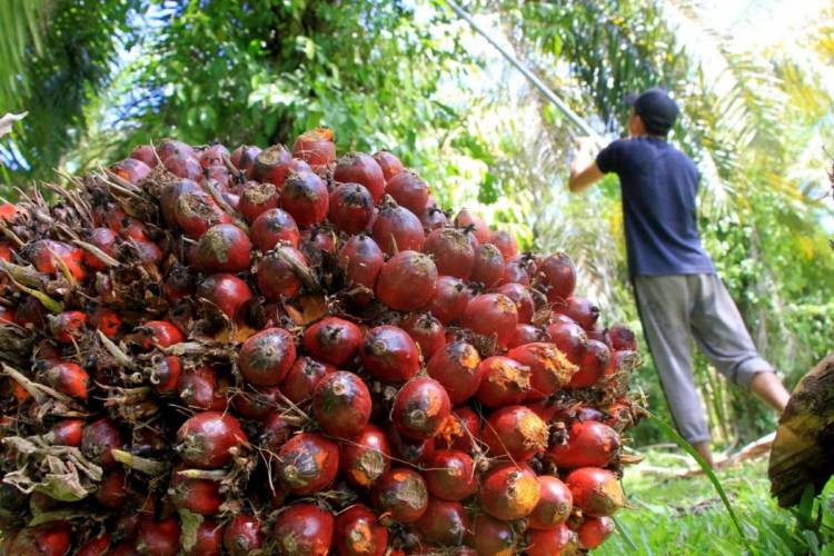 Harga TBS Kelapa Sawit Riau Naik Tipis Pekan Ini