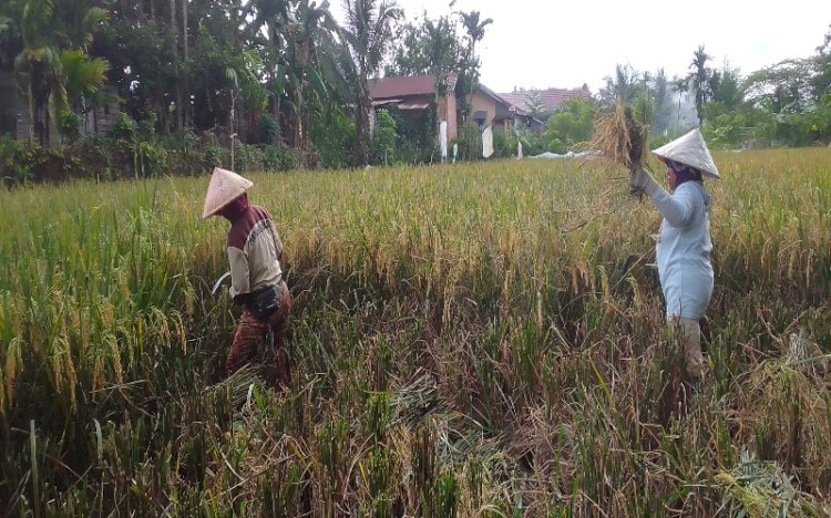 Petani di Lubuklinggau Panen Dini Akibat Angin Kencang: Ancaman Cuaca Ekstrem dan Hama Burung