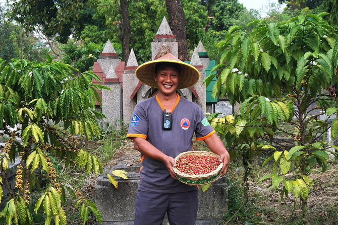 Bibit Kopi untuk Petani Tabalong
