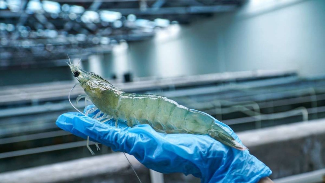 Indonesia Pulihkan Ekspor Udang Rp20,4 Miliar ke Amerika Serikat