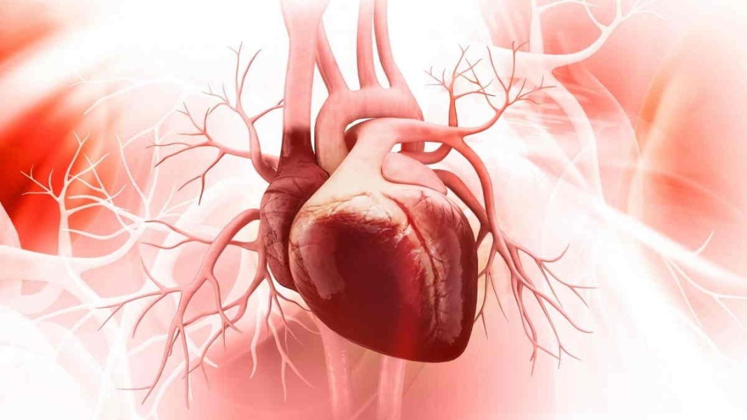 Fakta Lengkap Tentang Otot Jantung, Fungsi Vital dan Cara Menjaga Kesehatannya