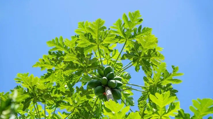 Manfaat Daun Pepaya: Dari Menurunkan Tekanan Darah Hingga Cegah Kanker