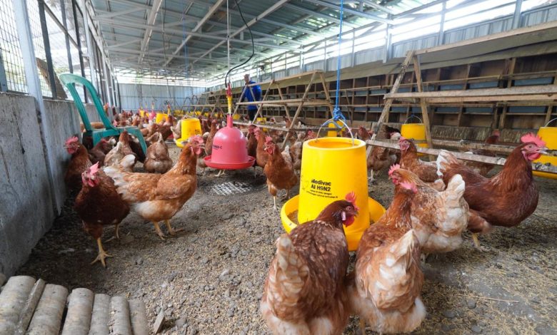 Peternakan Desa Didorong Menjadi Pilar Ketahanan Pangan Nasional Mandiri