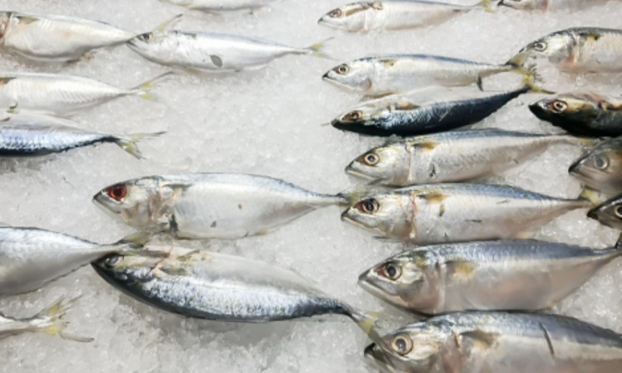 57 Unit Pengolahan Ikan Indonesia Kantongi Izin Ekspor Turki China