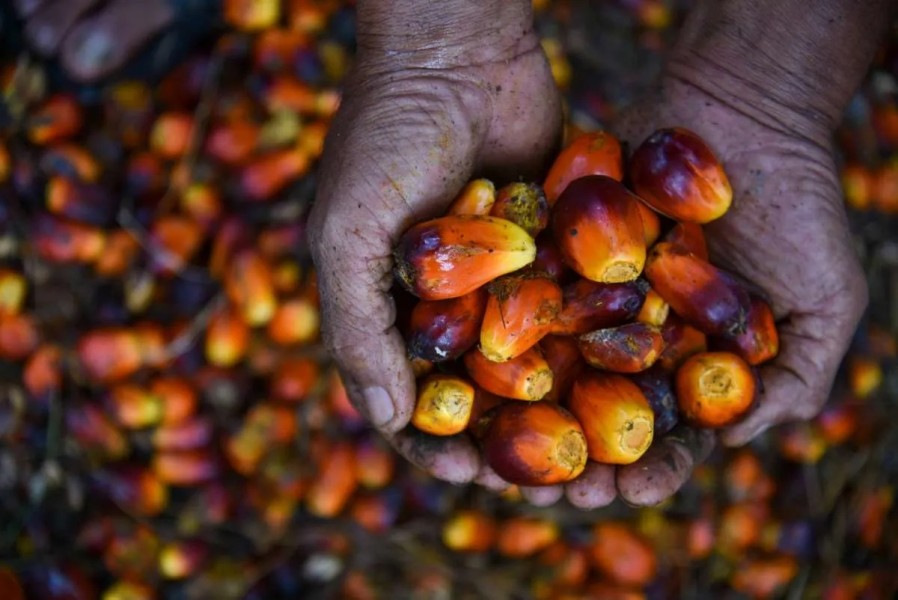 Indonesia Percepat Program Biodiesel B50 untuk Atasi Lonjakan Harga Minyak Dunia