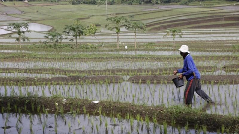 Harga Pupuk Turun, Petani Sidoarjo Nikmati Biaya Produksi Lebih Ringan