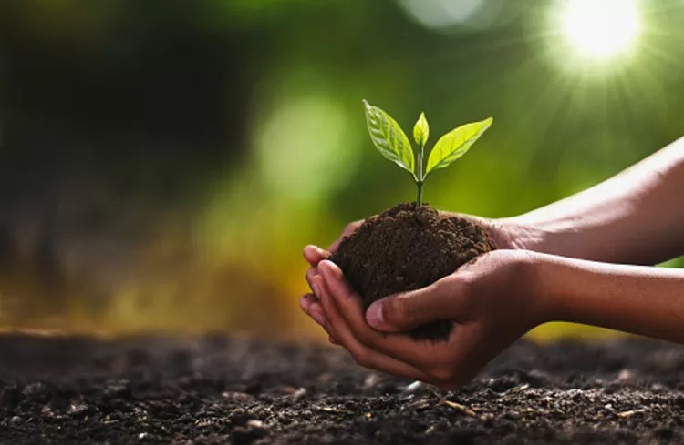 25 Ucapan Hari Menanam Sejuta Pohon Sedunia 10 Januari Penuh Makna dan Inspirasi